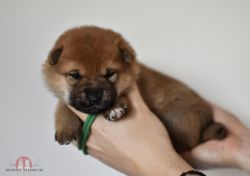 picture of dog
