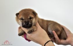 picture of dog
