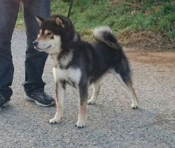 picture of dog