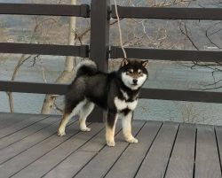 picture of dog