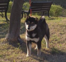 picture of dog
