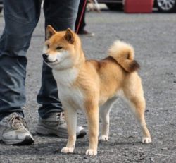 picture of dog