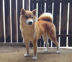 picture of dog