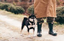 picture of dog