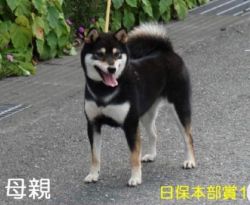 picture of dog