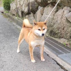 picture of dog
