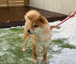 picture of dog