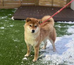 picture of dog
