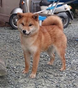 picture of dog