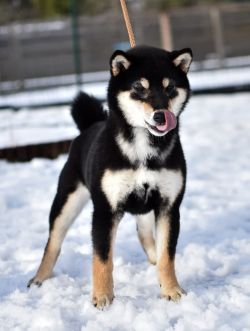 picture of dog