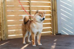 picture of dog