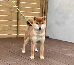 picture of dog