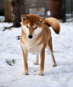 picture of dog