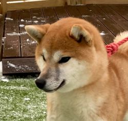 picture of dog