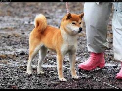 picture of dog