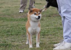 picture of dog