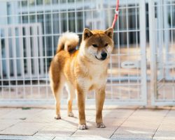 picture of dog