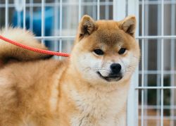 picture of dog