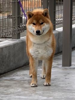 picture of dog