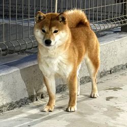 picture of dog