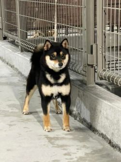 picture of dog