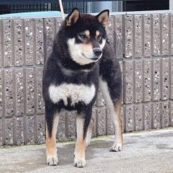 picture of dog
