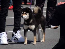 picture of dog