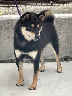 picture of dog