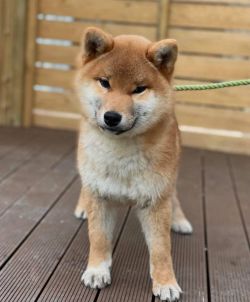 picture of dog