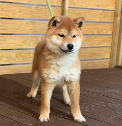 picture of dog
