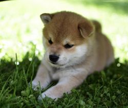 picture of dog