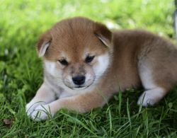 picture of dog