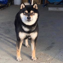 picture of dog