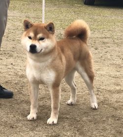 picture of dog