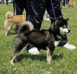 picture of dog