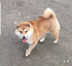 picture of dog