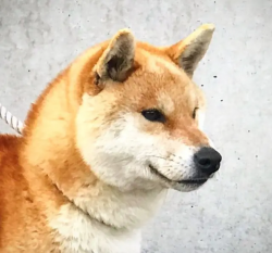 picture of dog