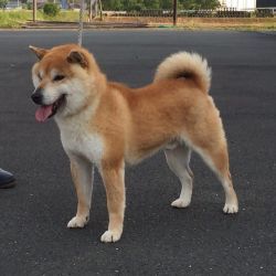 picture of dog