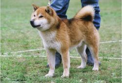 picture of dog