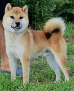 picture of dog
