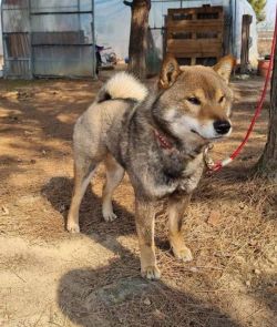 picture of dog