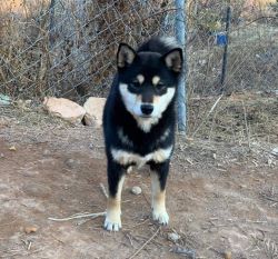picture of dog