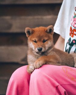 picture of dog