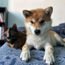picture of dog
