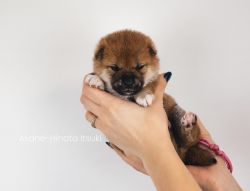 picture of dog