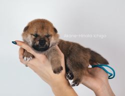 picture of dog