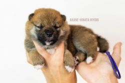 picture of dog