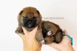picture of dog