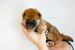 picture of dog