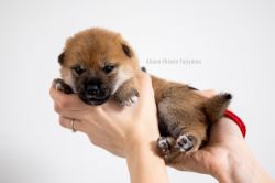 picture of dog